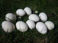 Jaja lęgowe  zielononóżek