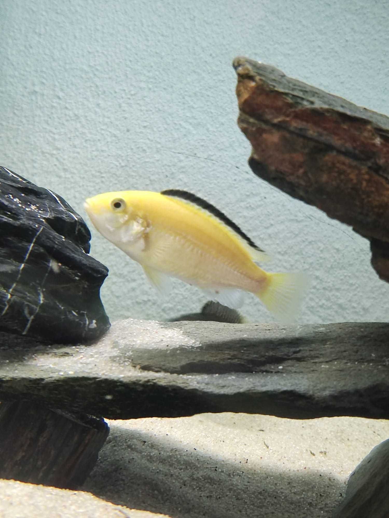 Ciclideos africanos - Labidochromis caeruleus (RESERVADO)