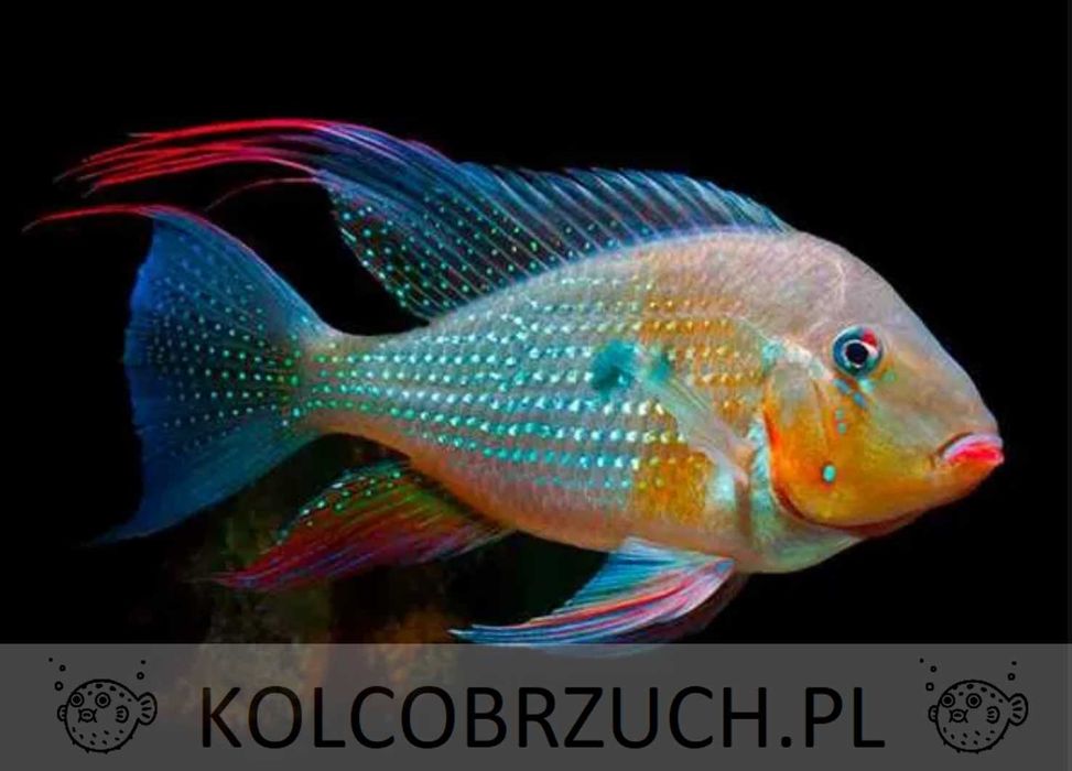 Kopik Heckela - F1 - Acarichthys heckelii - Kropik - Ziemiojad - dowóz