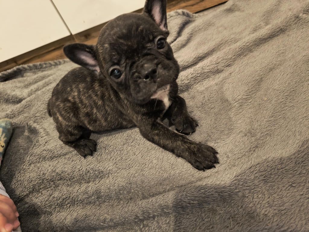 Buldog francuski suczka Marengo piekna