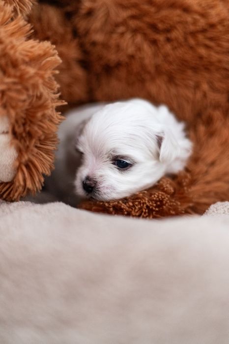 Maltańczyk z rodowodem i chipem - rezerwacja