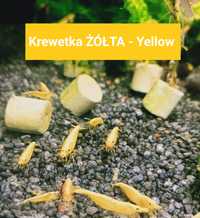 krewetka Yellow NEON , krewetki żółte ,  30 sztuk + roślinka PROMO