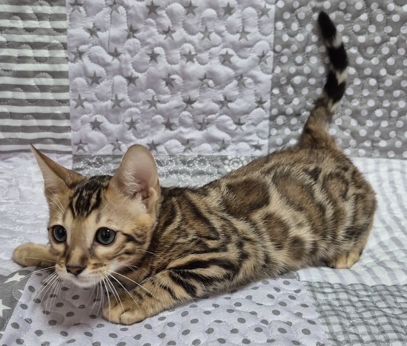 Бенгальскі кошенята