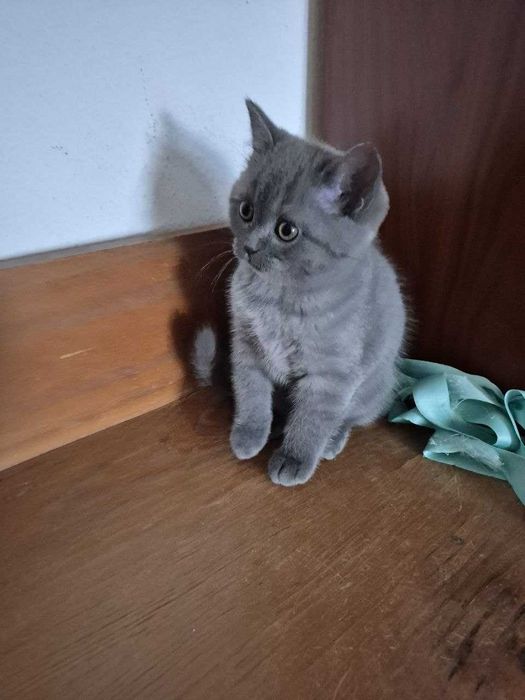 Gatinha Scotish Straight