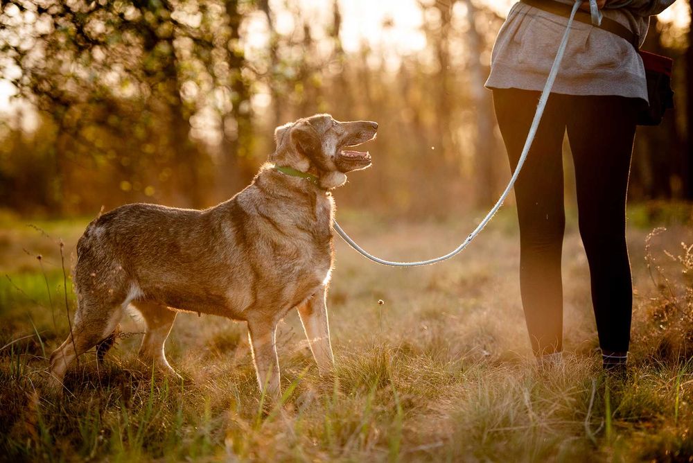 Karinka - delikatna, spokojna sunia do rany przyłóż!