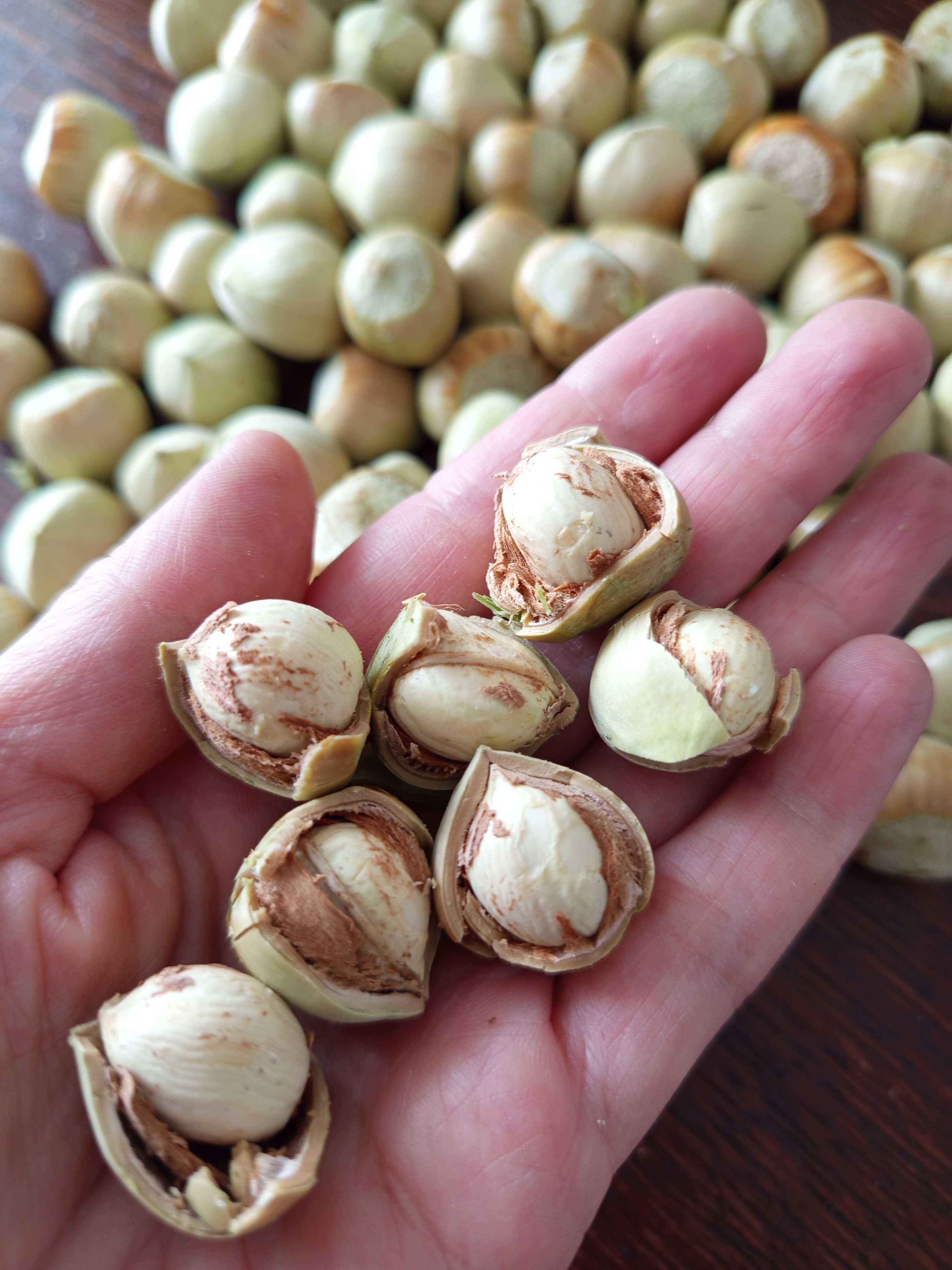 Orzechy laskowe, rwane, bez zielonej otuliny 2 kg