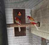 Casal reprodutor de roselas