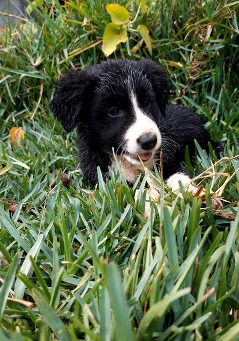 Collie preta e branca fêmea