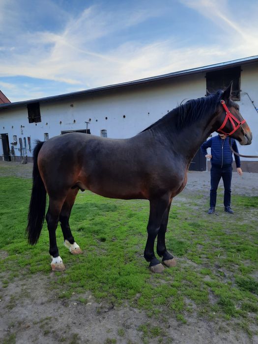 Konie Lądek Rekreacja Sport