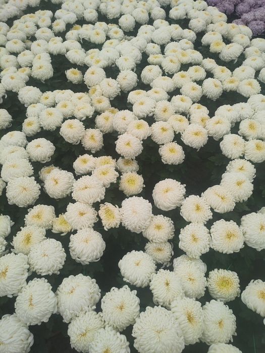 Chryzantemy hurt i detal