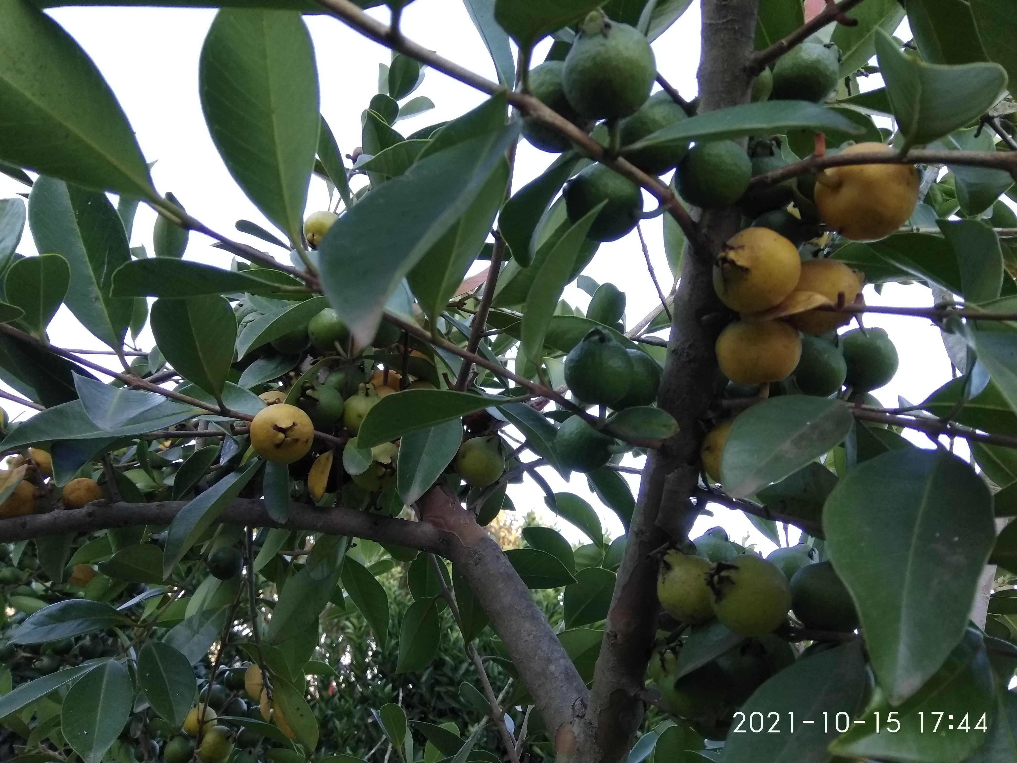 Araça amarelo arvores