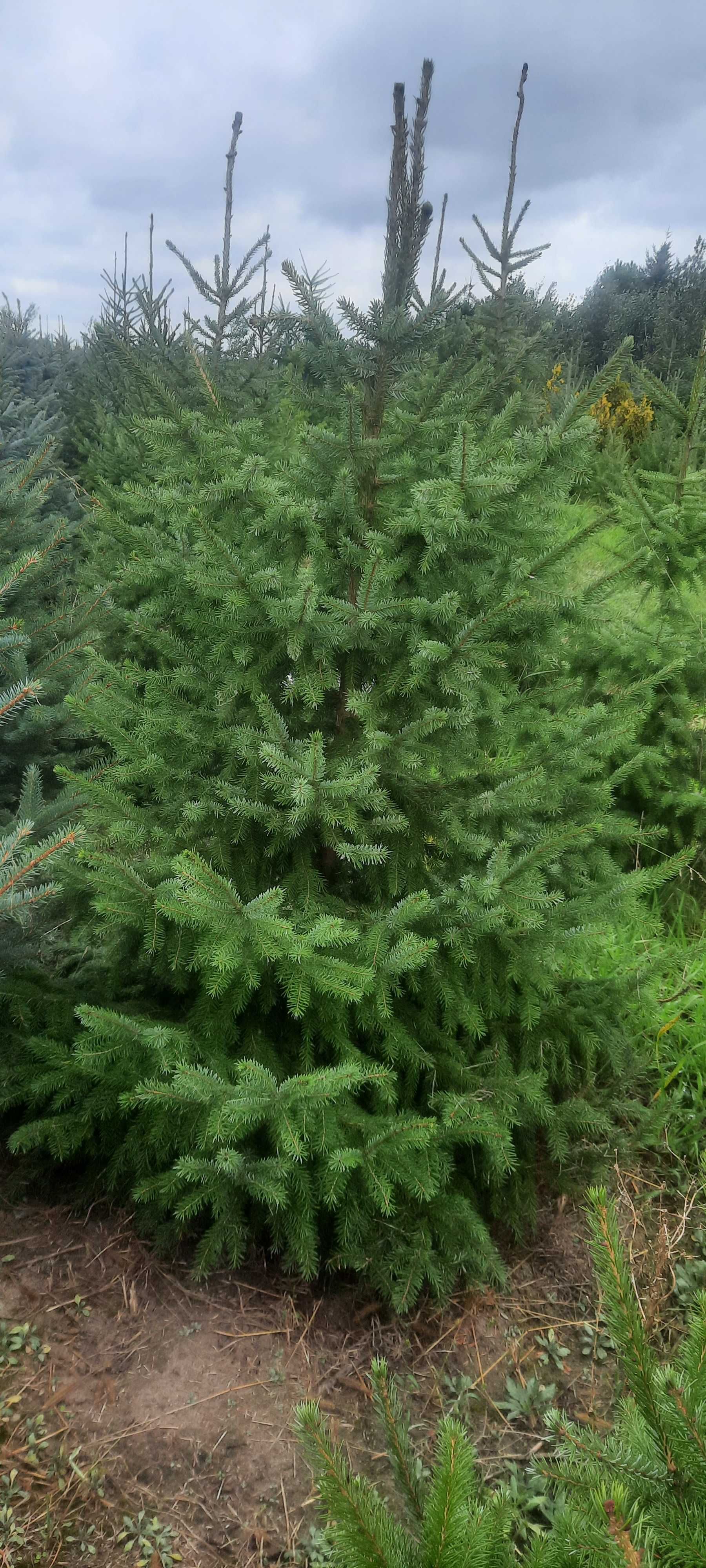 Świerk Serbski Picea omorica duży wybór Iglaki Ocieszyn