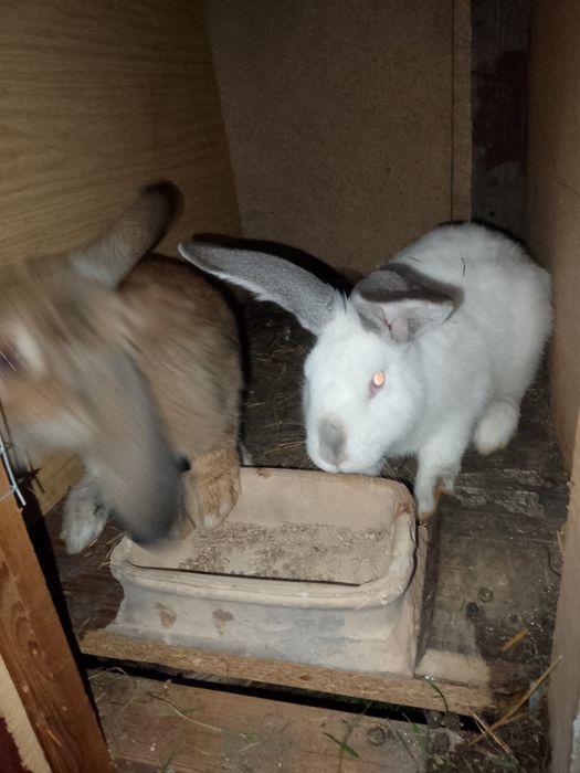 Sprzedam króliki mieszance