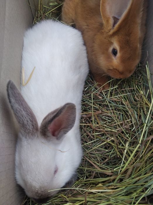 Продаю кроликів каліфорнійців і бургунців