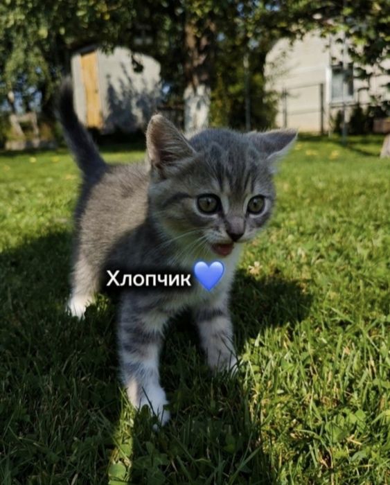 Котики шотландські прямовухі