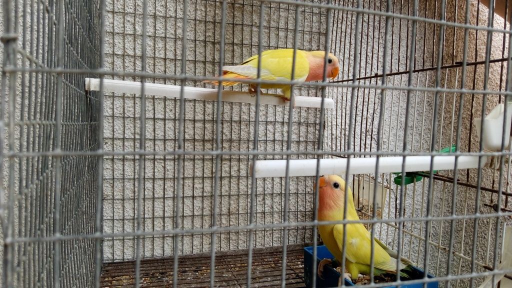 Cedo agapones para futuros casais