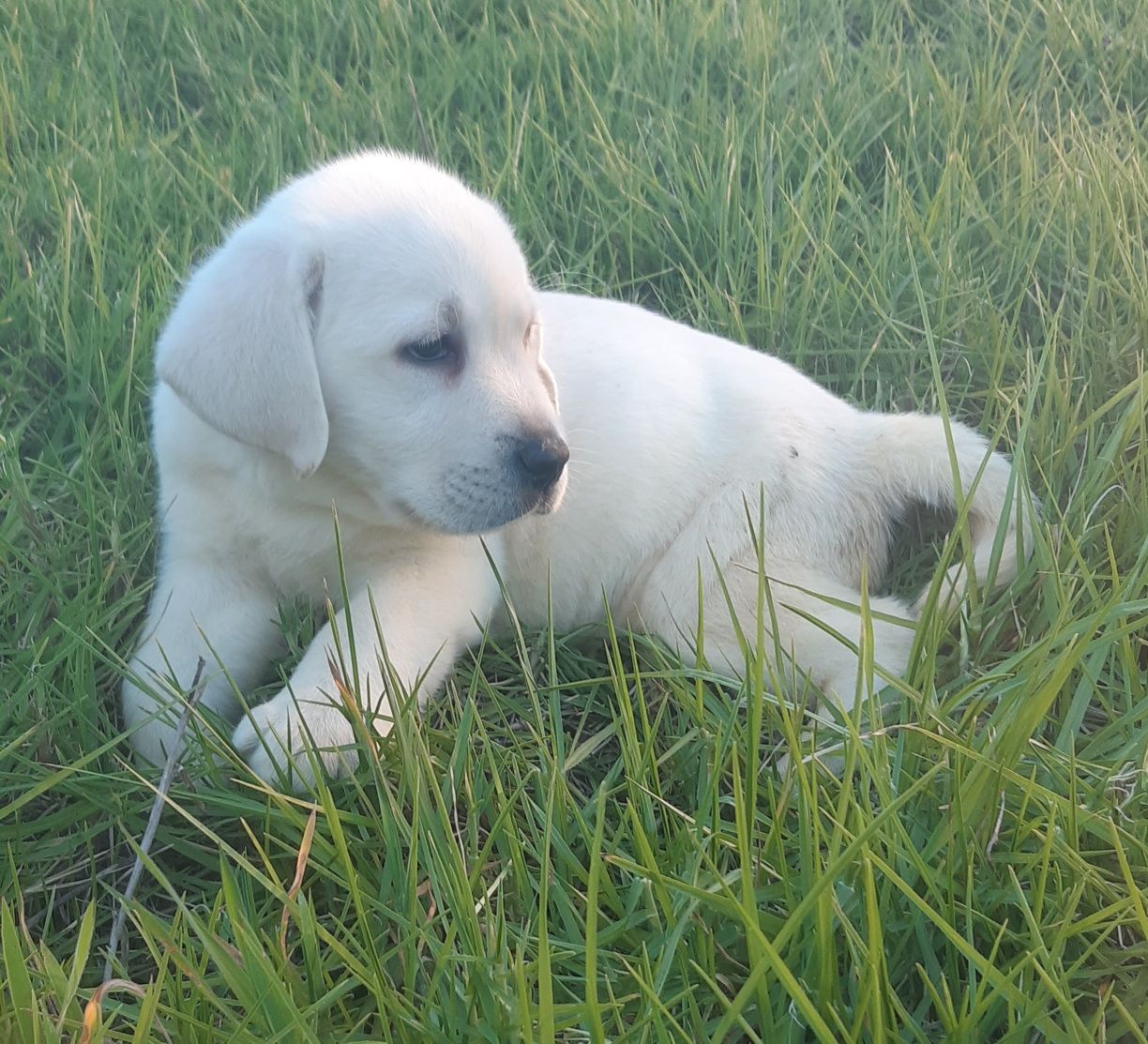 Labrador retriever