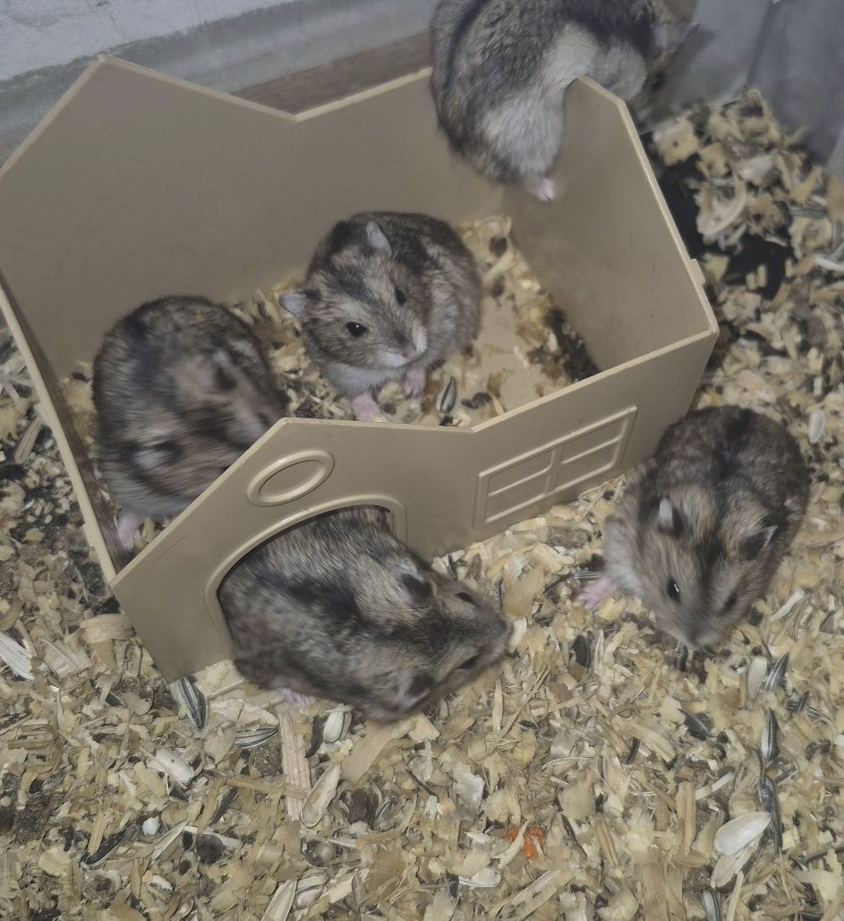 Chomiki dżungarskie