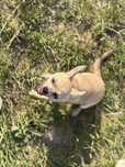 Chłopczyk chihuahua FCI