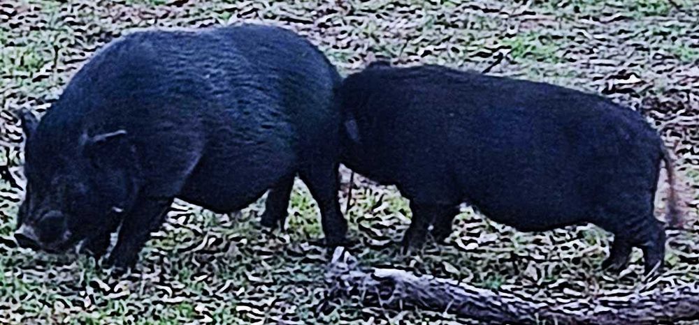 porco preto pequeno e javali