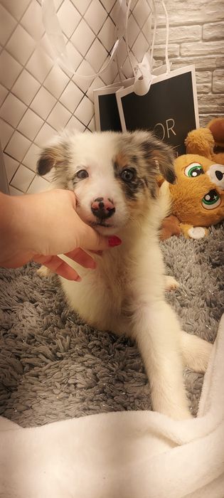 + + +  piesek + + + border colloe blue merle badania
