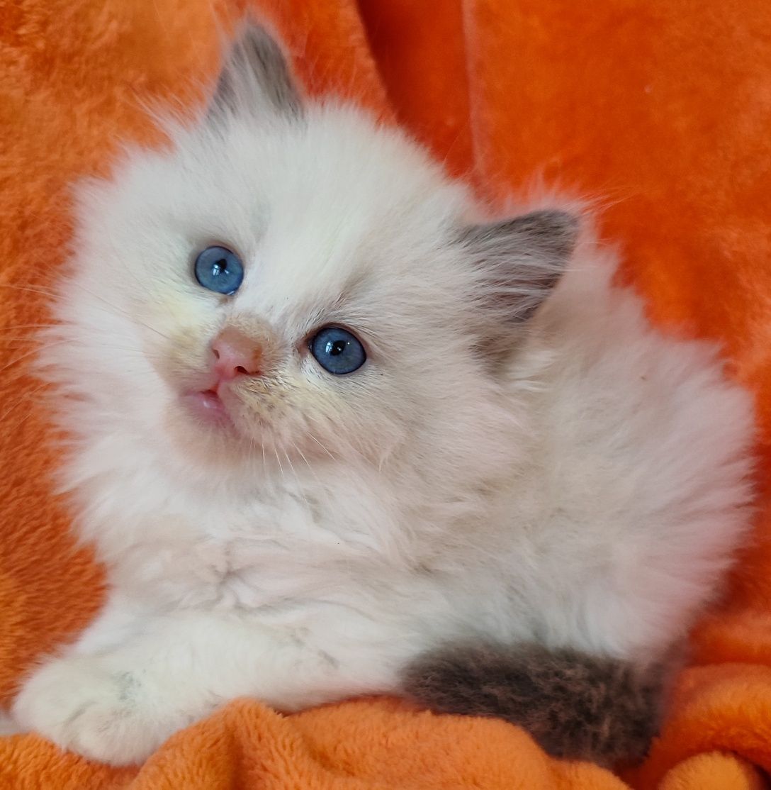 Niebieski kocurek ragdoll  po ICH z rodowodem FPL /FIFE
