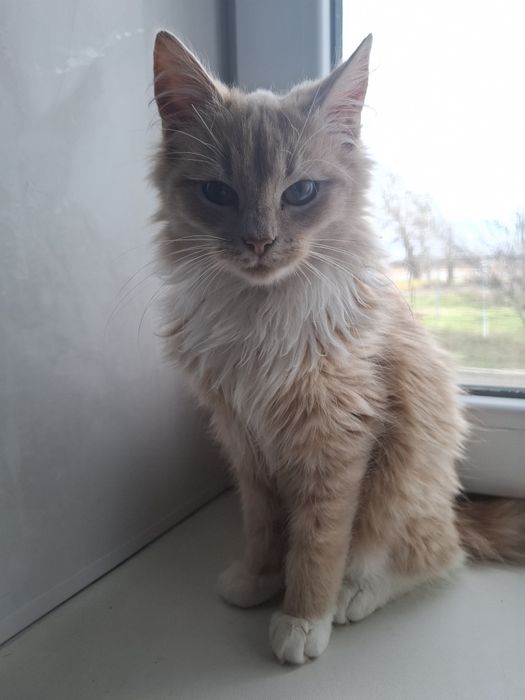 Віддам у добрі руки кошенят (4 місяці) – хлопчик і дівчинка