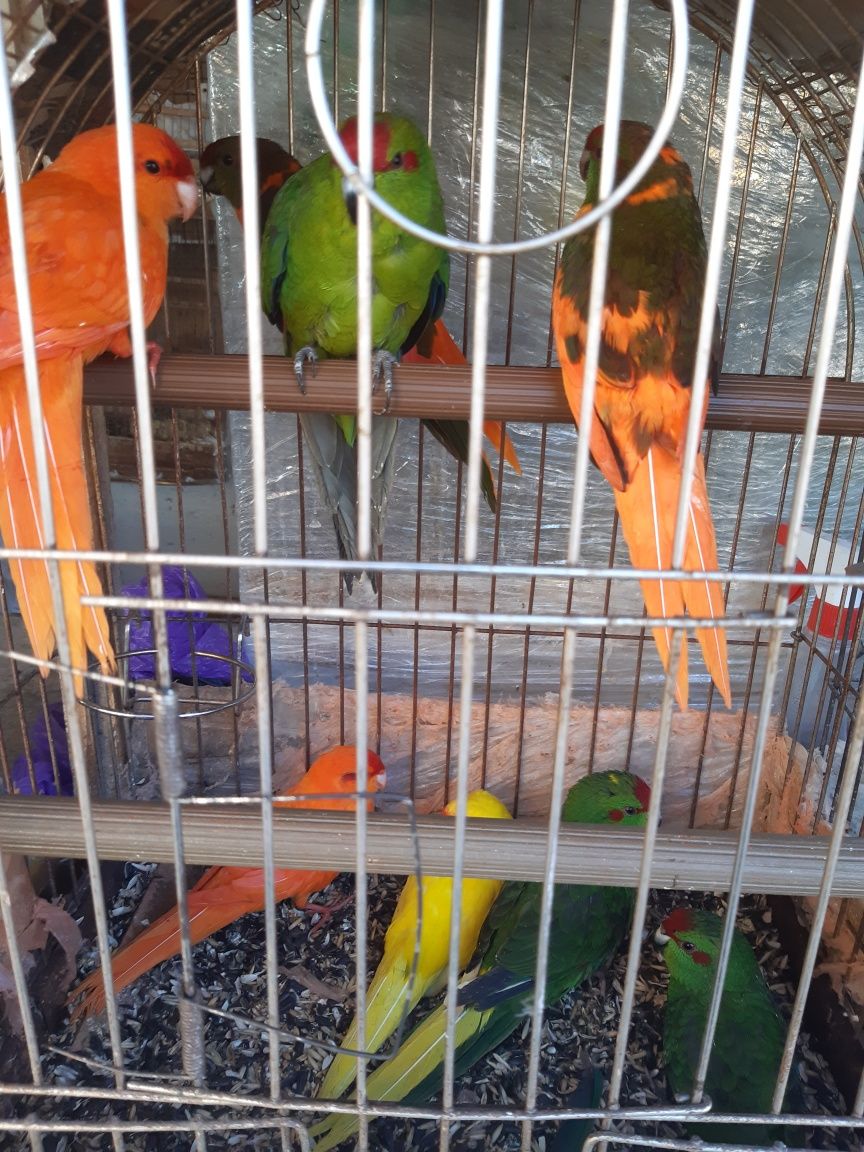 попугаи-какарики