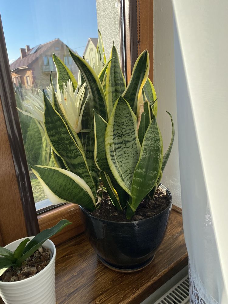 Sanserwiera roslina