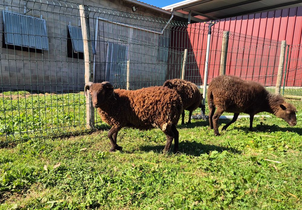 Borrego Micro-Anão Dócil