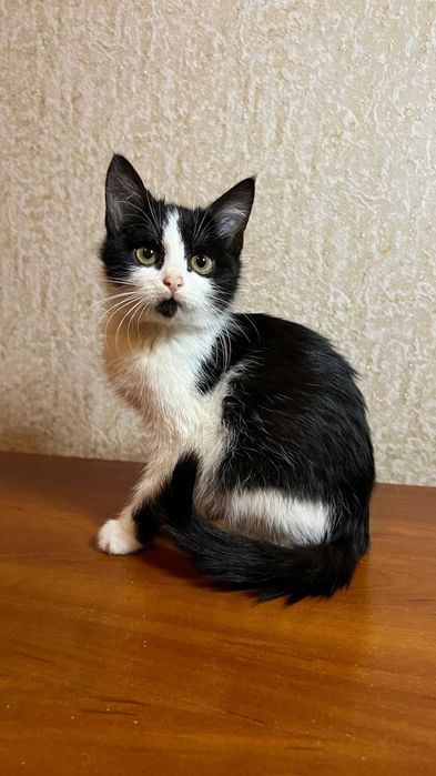 Віддам_ кошеня_ кішки_ том