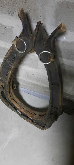 Homonto końskie, stare