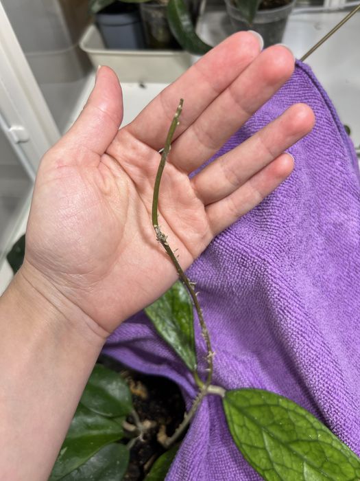 Hoja Germany Pa la u cięta sadzonka