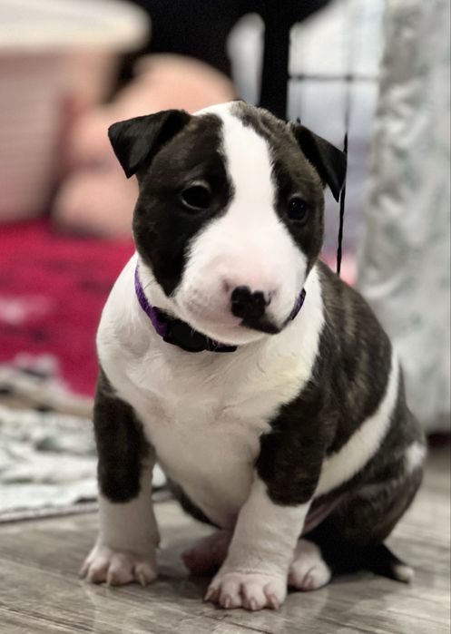 Bulterier Miniaturowy ZKwP FCI- Sunia