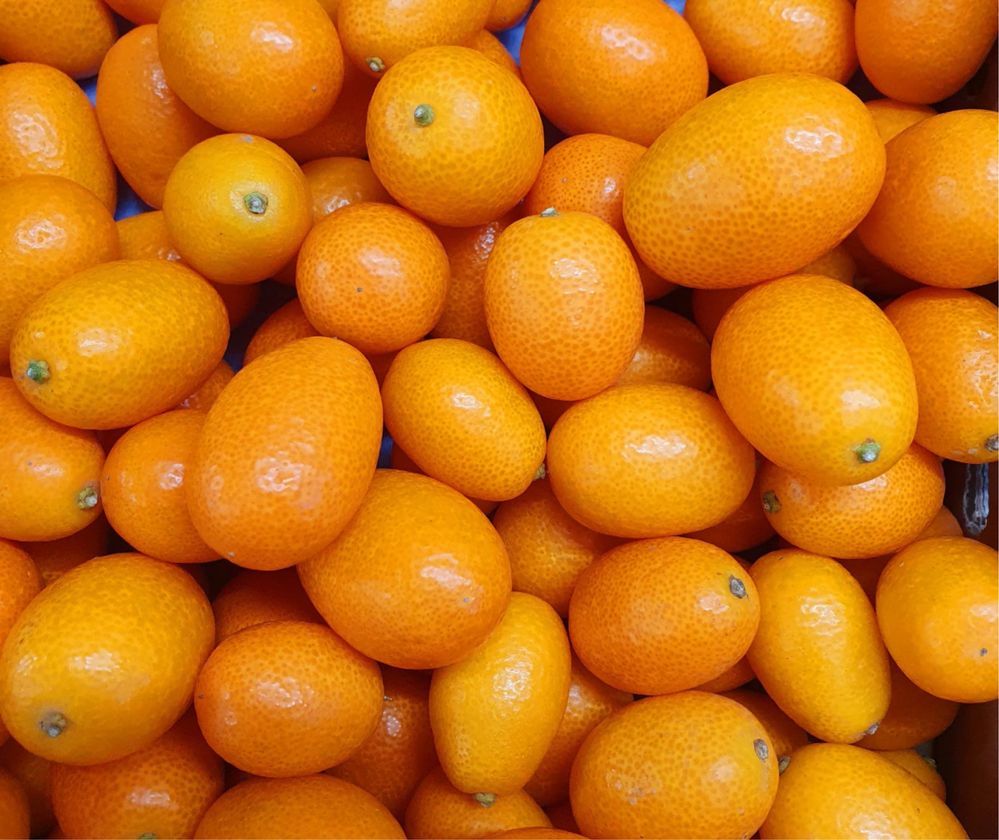 Citrus Japonesa Kumquats Portes grátis