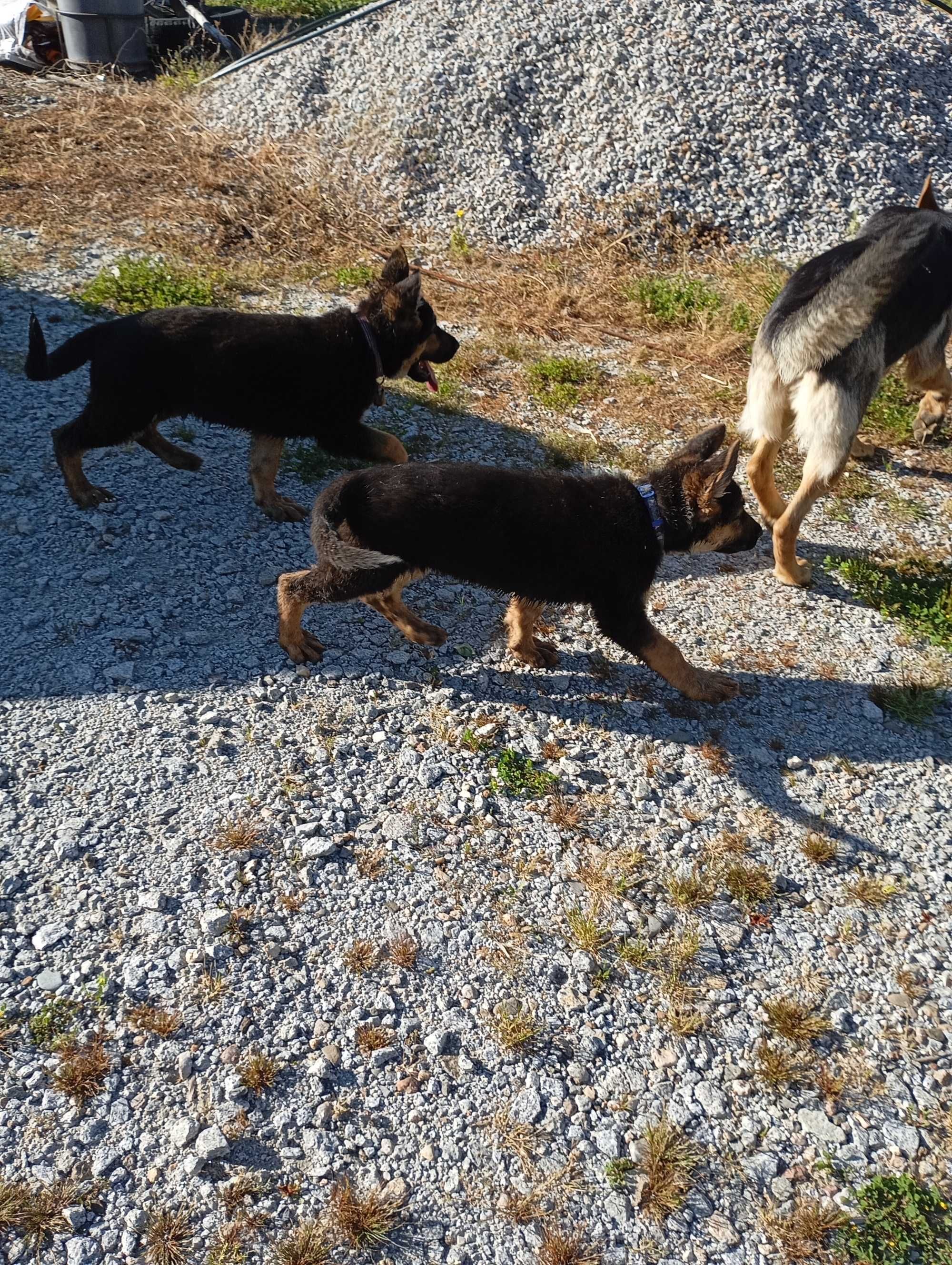 Cachorros linha de trabalho