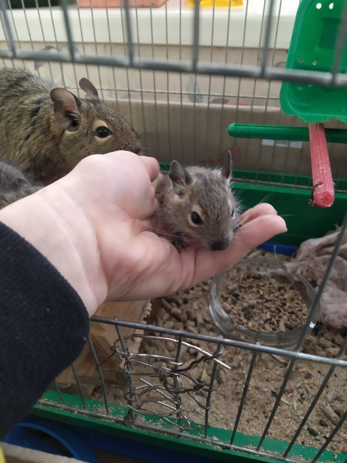 Продам чилийских белок дегу недорого.