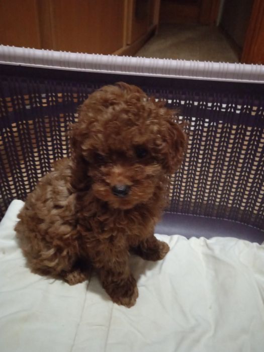 Хлопчик  Той пудель