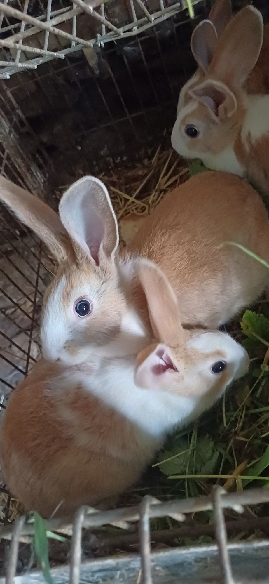 Coelhos saudáveis