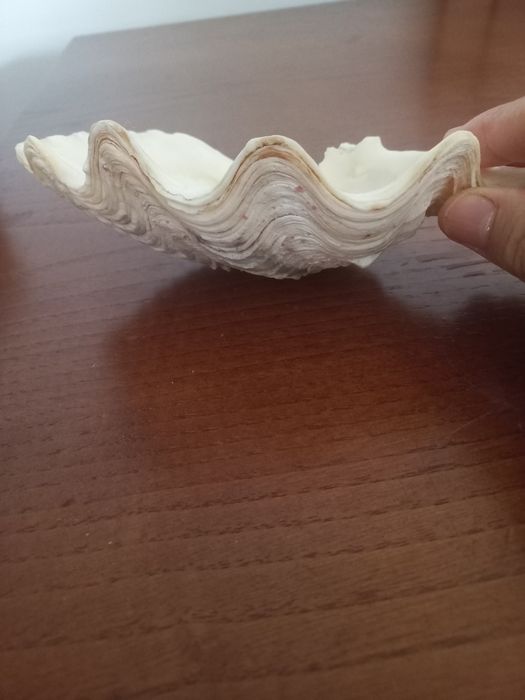 Grande CONCHA ,já  dos anos 60..decorativa ou pra colecção