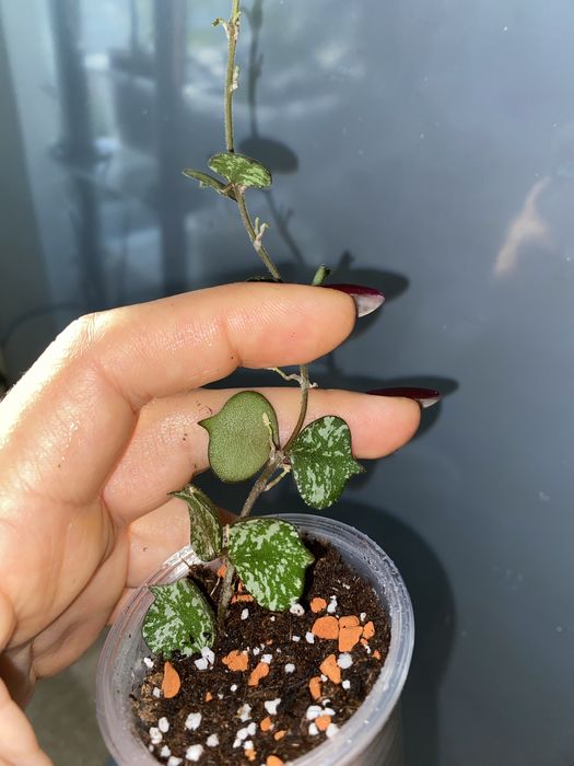 Набір вкорінених Хойя