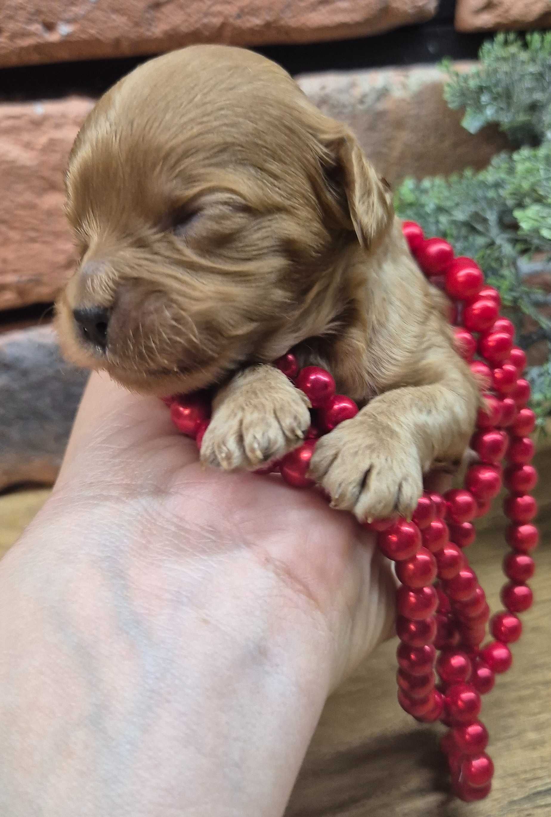 Cavapoo dziewczynka
