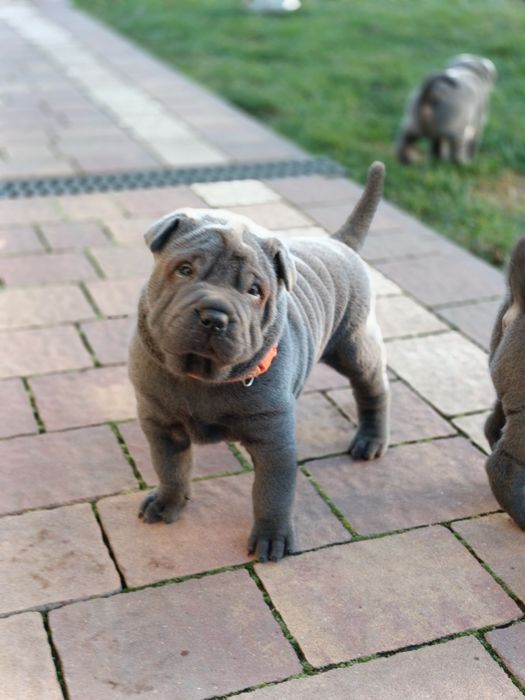 Szczenię shar pei - rodowód