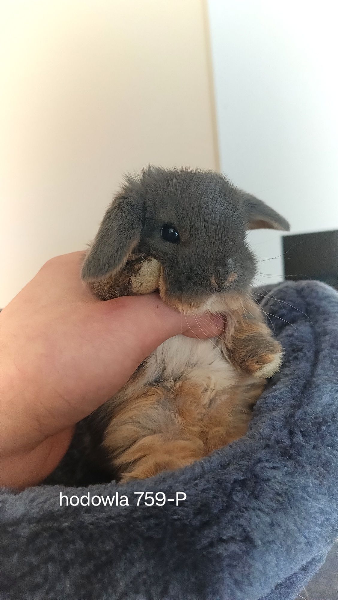 Mini lop króliki karzełek miniaturka baranek hodowla