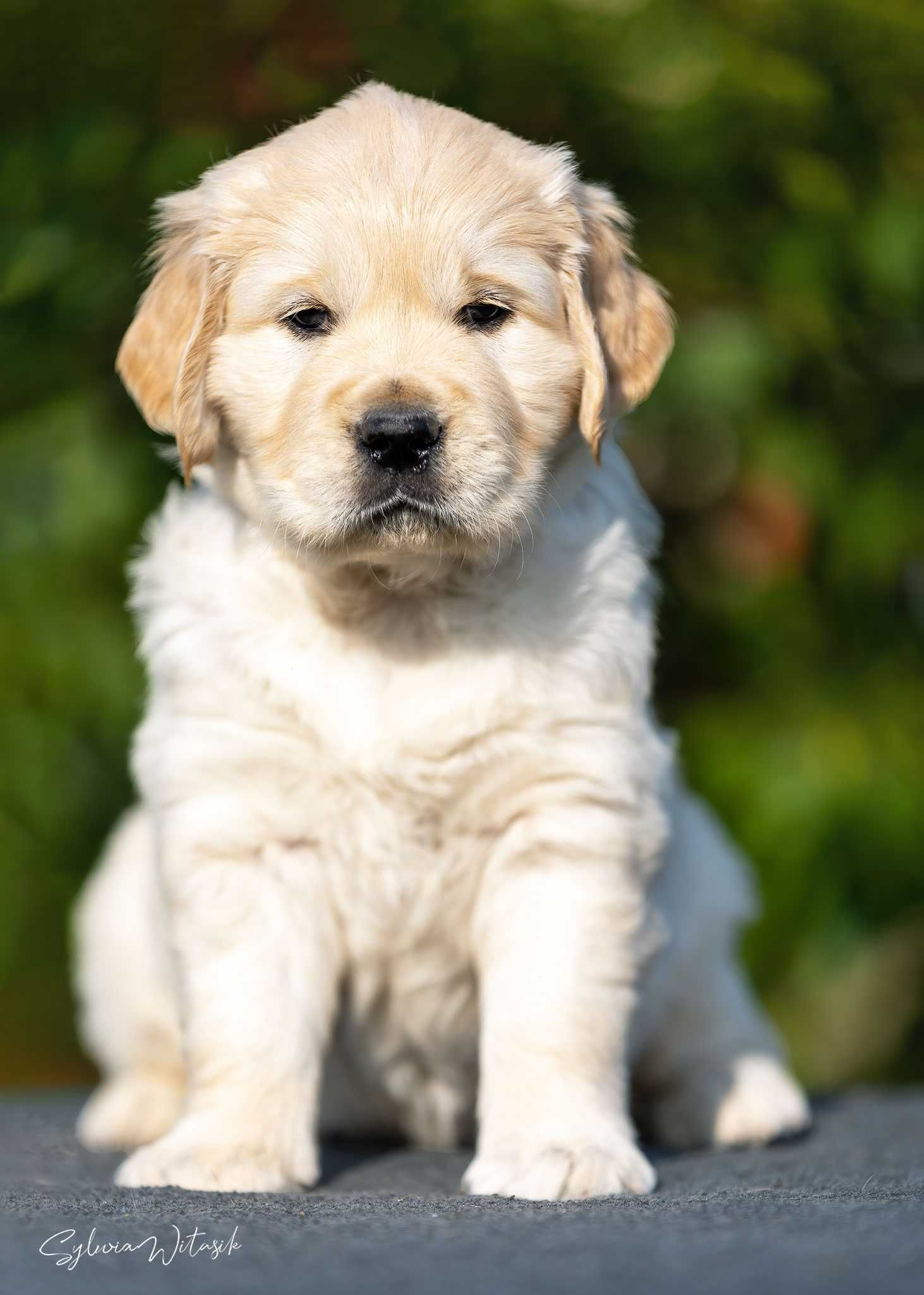 Golden Retriever ZKwP zapowiedź miotu