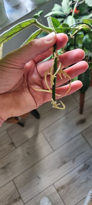 Hoya Welsh Mountian Zoo i Globulosa ZESTAW