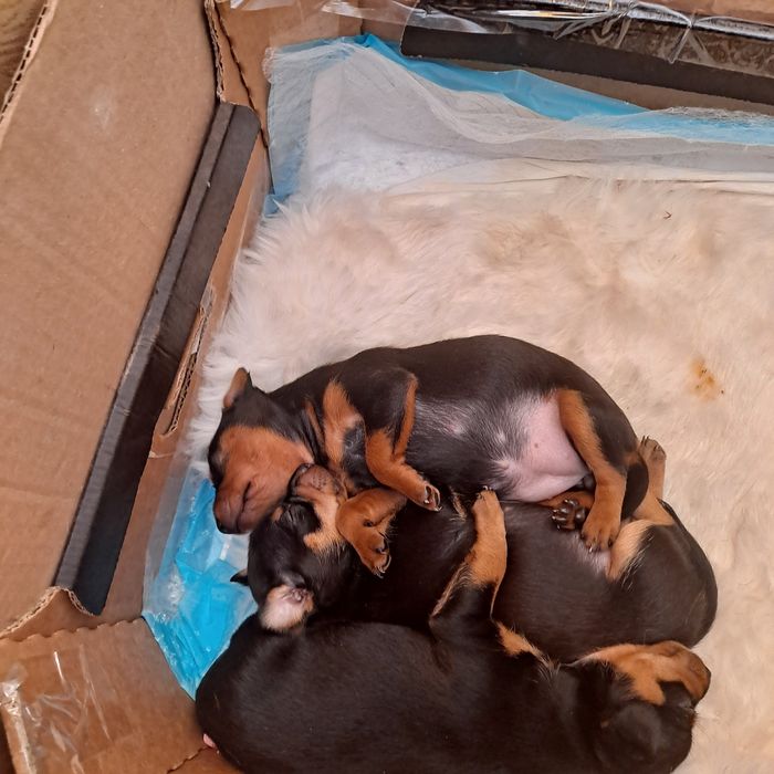 Pilnie oddam w dobre ręce