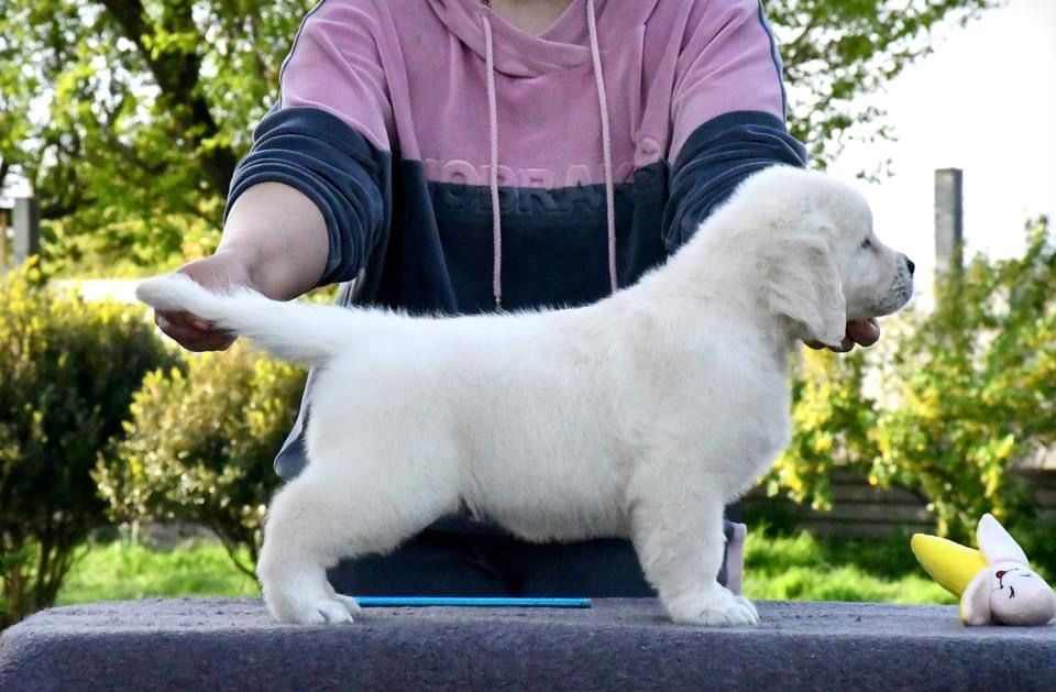 Цуценята Золотистого ретривера