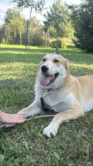 Собака в добрі руки