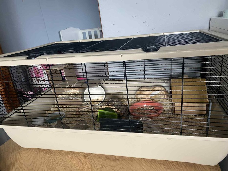 Chomik z klatka i akcesoriami